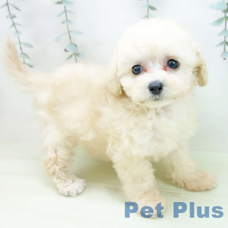 トイ・プードル