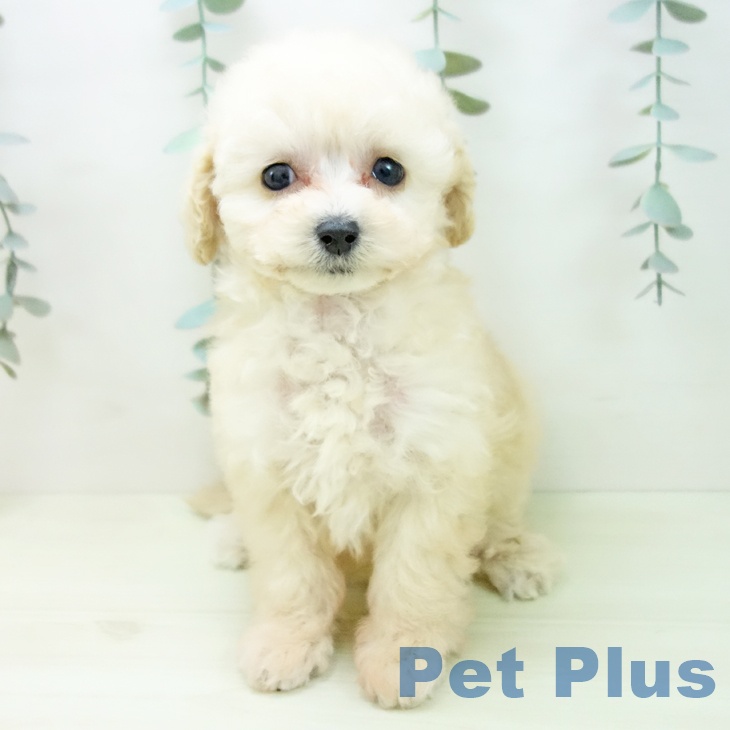 トイ・プードルの写真2