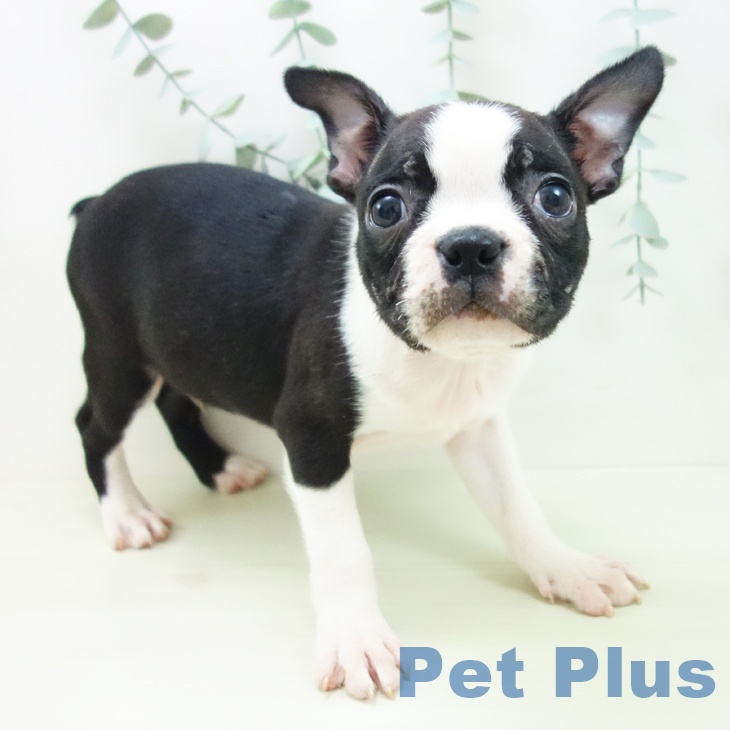愛知県のボストンテリア (ペットプラス 名古屋茶屋店/2025年12月31日生まれ/男の子/ボストンカラー)の子犬の1枚目の画像