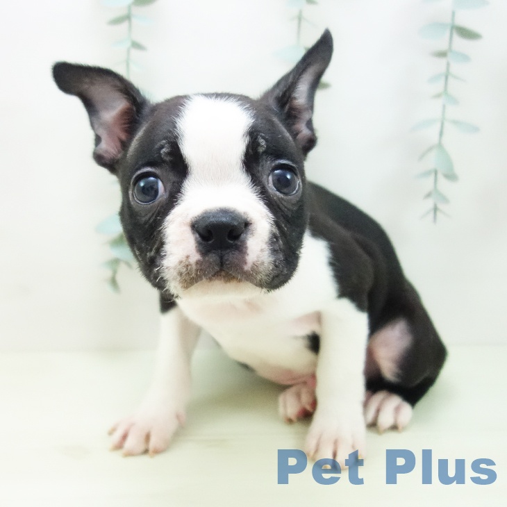 愛知県のボストンテリア (ペットプラス 名古屋茶屋店/2025年12月31日生まれ/男の子/ボストンカラー)の子犬の2枚目の画像