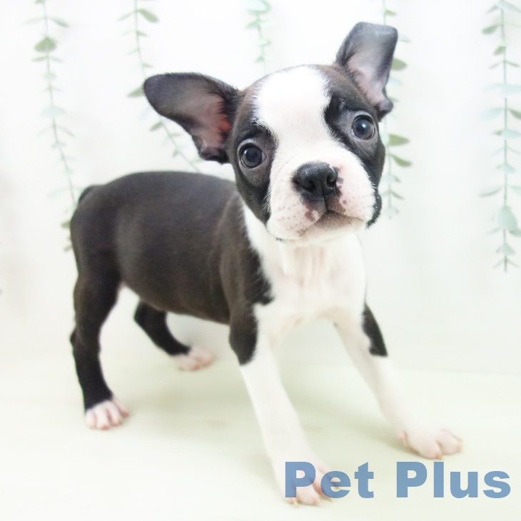 ボストン・テリア