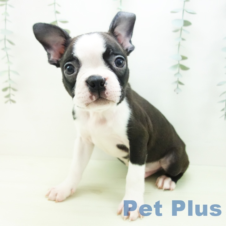 ボストン・テリア