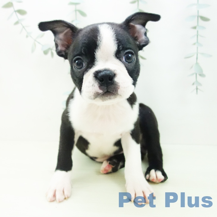 愛知県のボストンテリア (ペットプラス イオンモール豊川店/2025年12月31日生まれ/女の子/ボストンカラー)の子犬の1枚目の画像