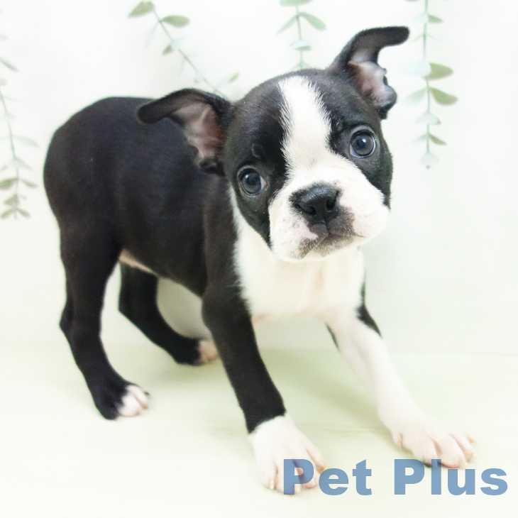 愛知県のボストンテリア (ペットプラス イオンモール豊川店/2025年12月31日生まれ/女の子/ボストンカラー)の子犬の2枚目の画像