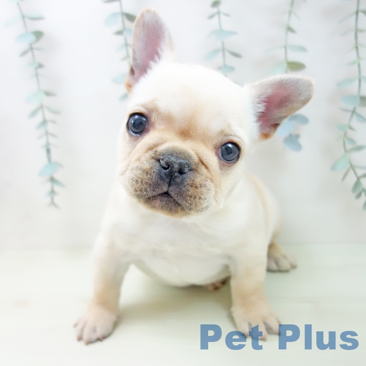 フレンチ・ブルドッグ