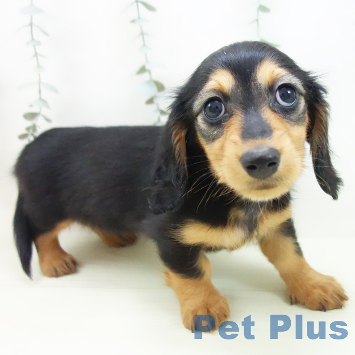 ミニチュア・ダックスフンド