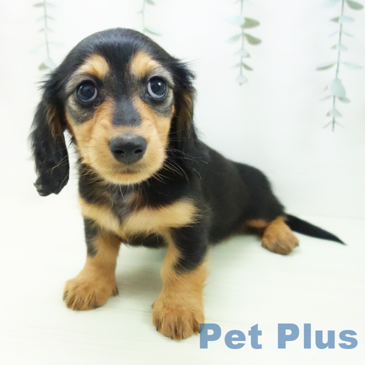 ミニチュア・ダックスフンドの写真2