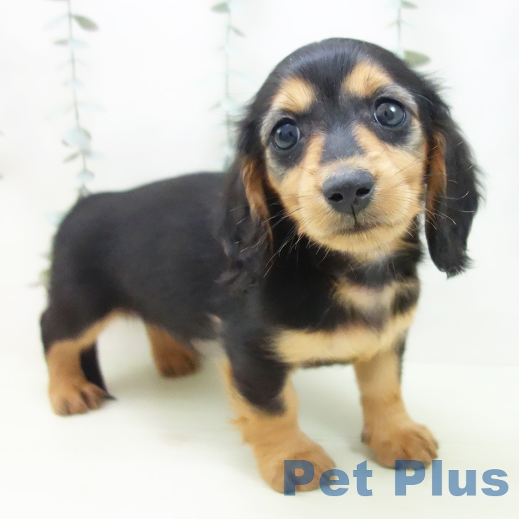 ミニチュア・ダックスフンド