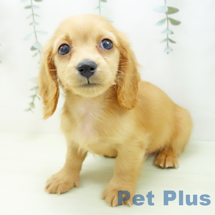 ミニチュア・ダックスフンドの写真2