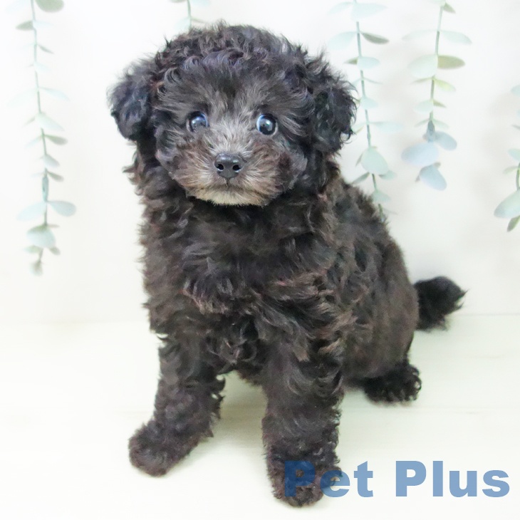 トイ・プードル