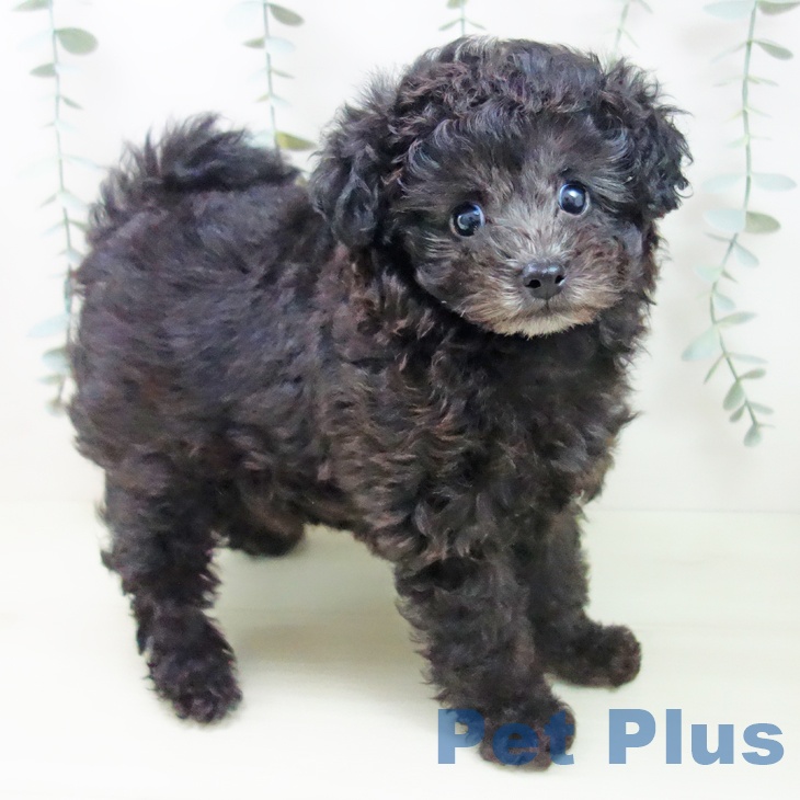 トイ・プードル