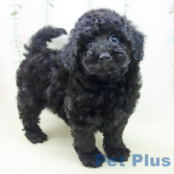 トイ・プードル