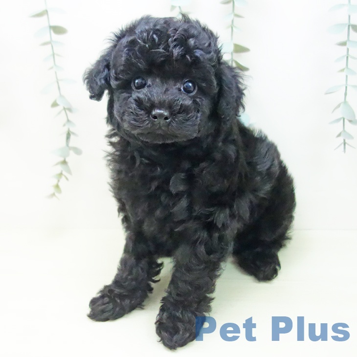 トイ・プードル