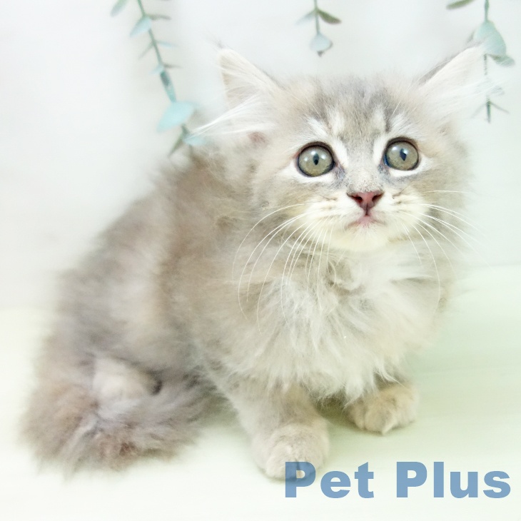 サイベリアンの写真2