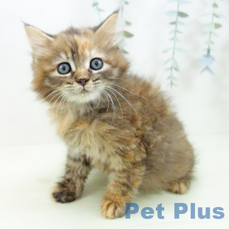 サイベリアンの写真2