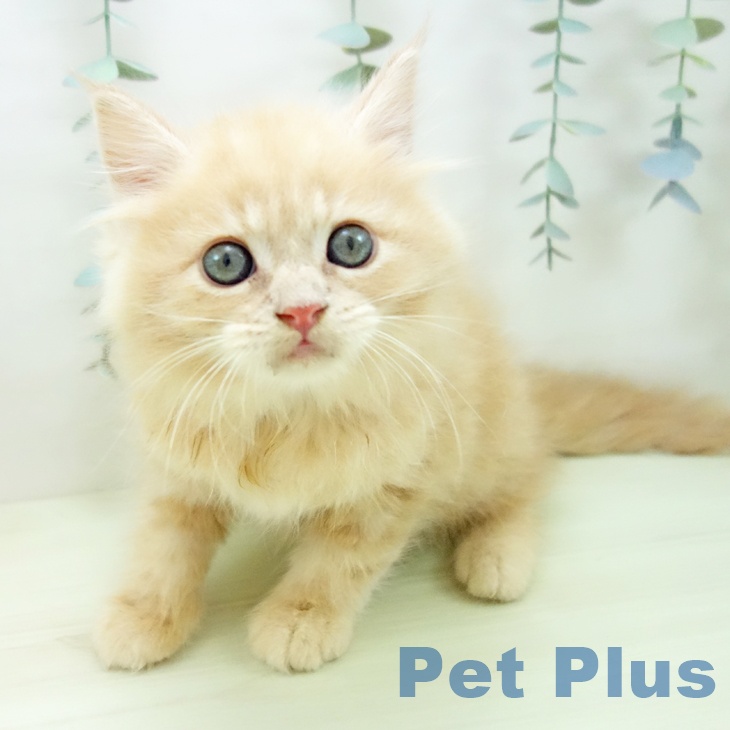 サイベリアンの写真2