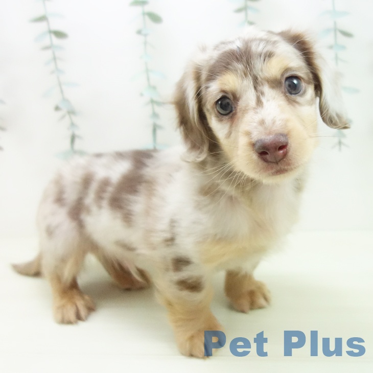 ミニチュア・ダックスフンド