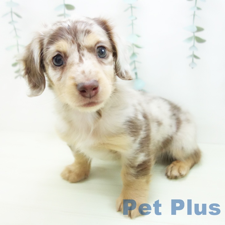 ミニチュア・ダックスフンド