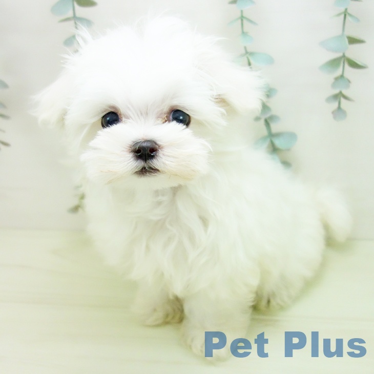 愛知県のマルチーズ (ペットプラス ナゴヤドーム前店/2025年12月19日生まれ/男の子/ホワイト)の子犬の2枚目の画像