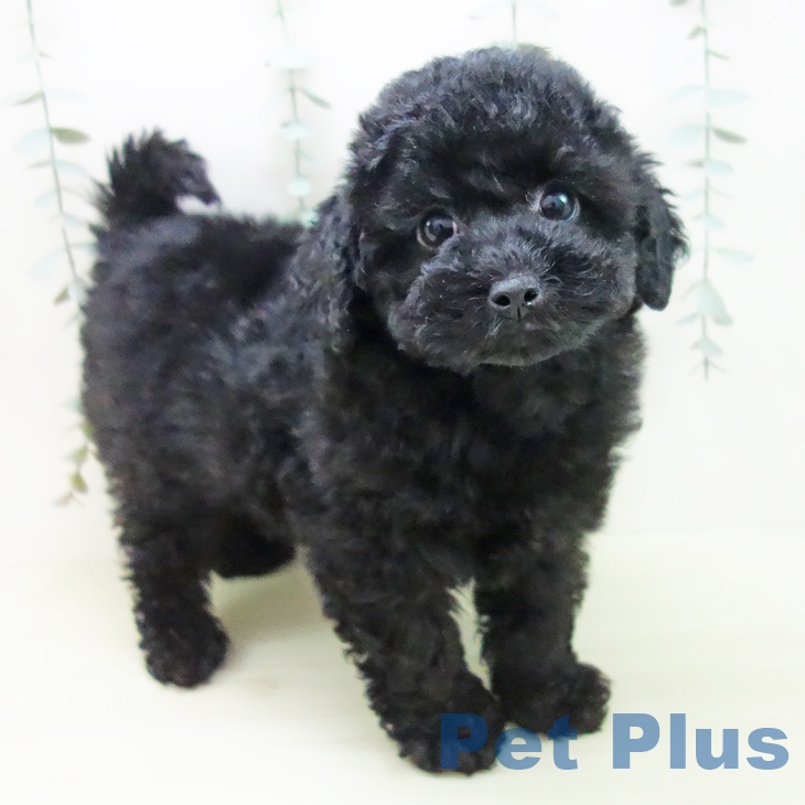 トイ・プードル