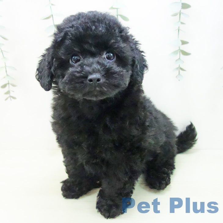 トイ・プードル