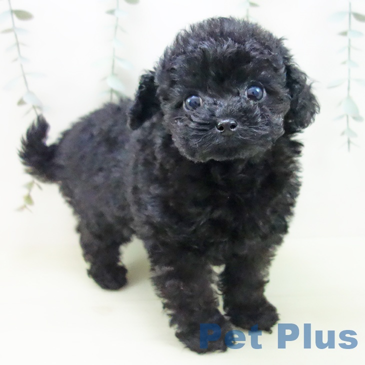 トイ・プードル