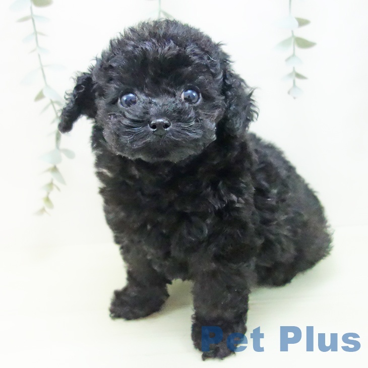 トイ・プードルの写真2