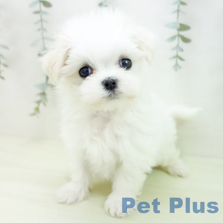 マルチーズの写真2