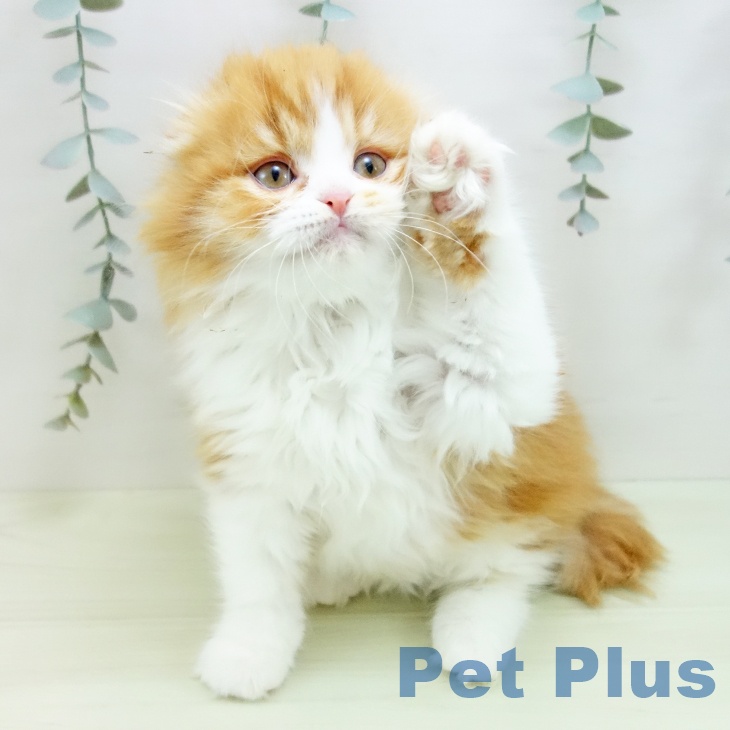 スコティッシュフォールド