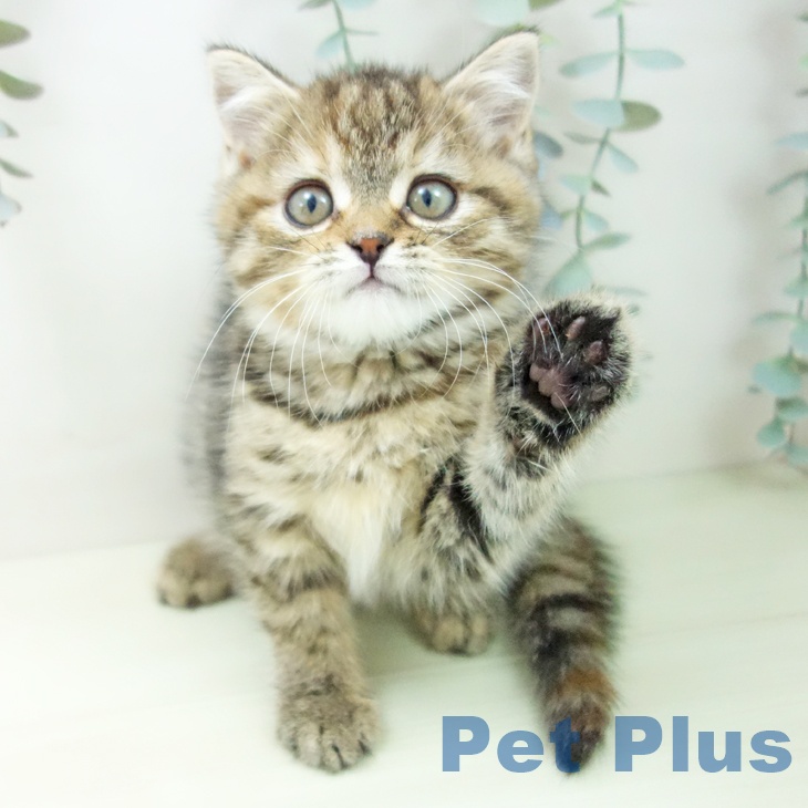 スコティッシュフォールド