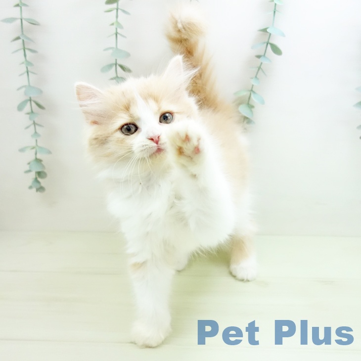 ラガマフィンの写真2