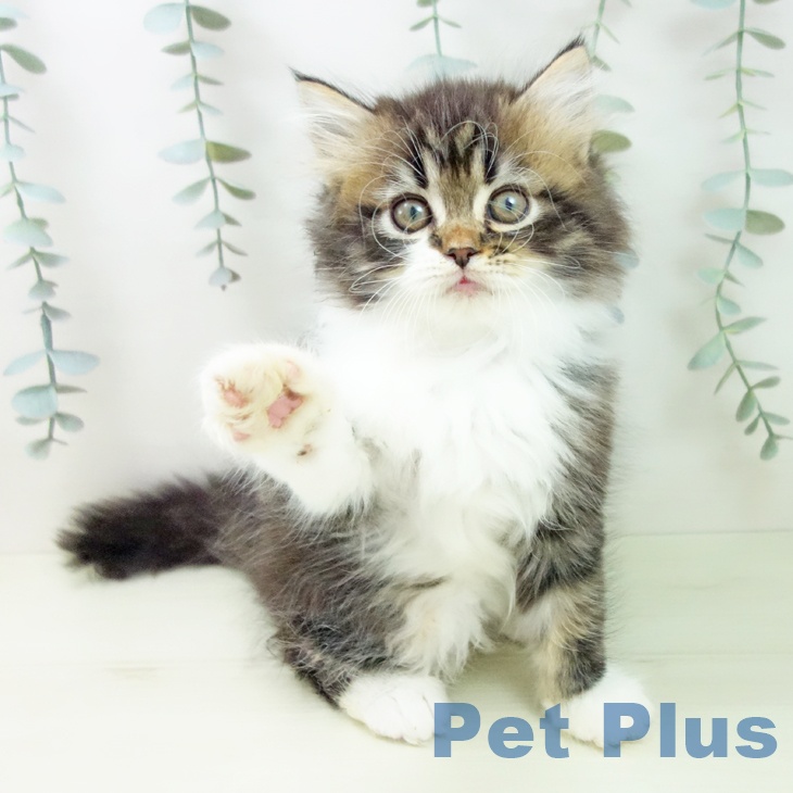 ラガマフィンの写真2