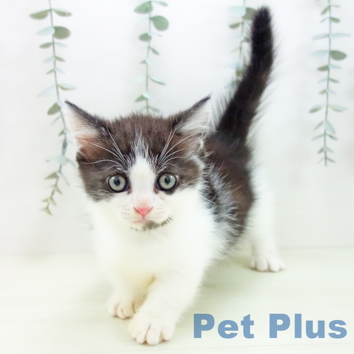 マンチカンの写真2