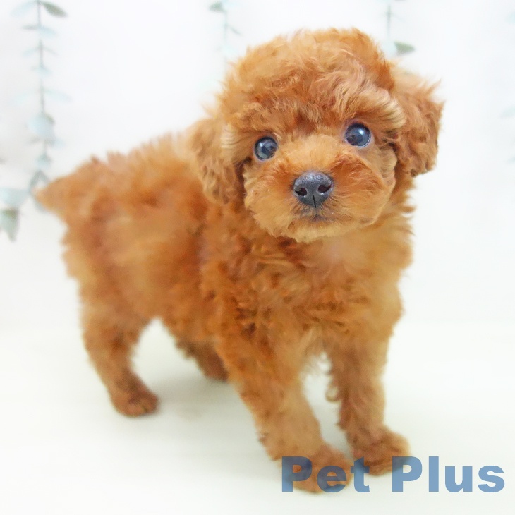 トイ・プードル