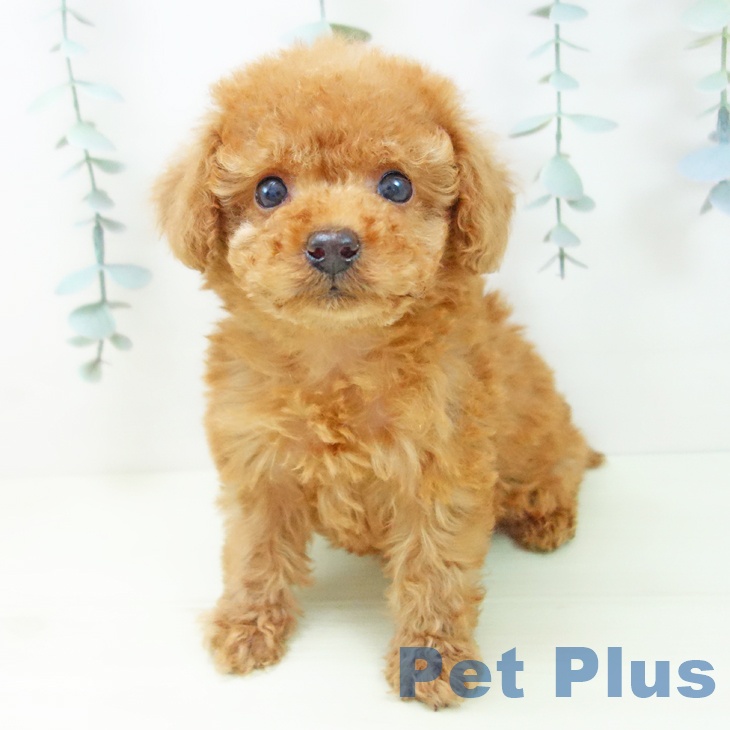 トイ・プードル