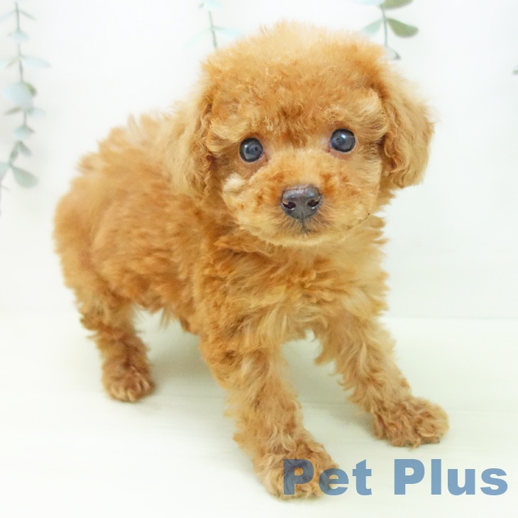 トイ・プードル