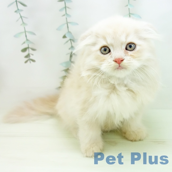 スコティッシュフォールド