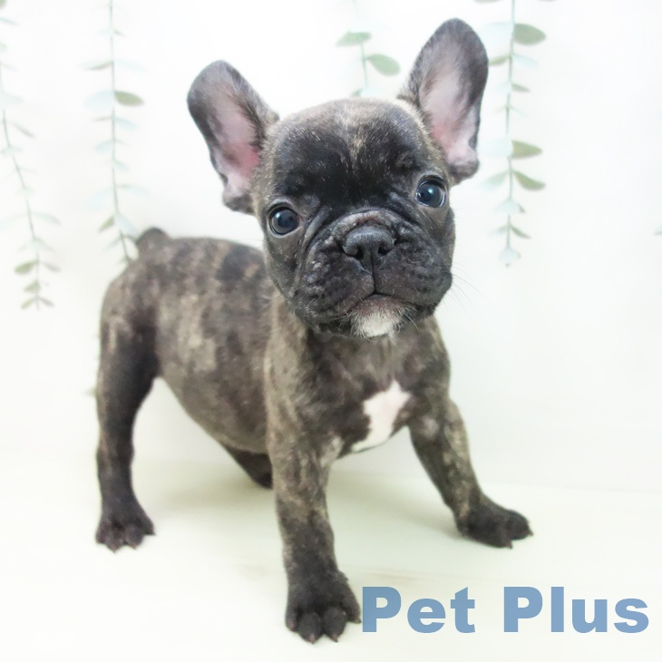福井県のフレンチブルドッグ (ペットプラス 福井店/2025年12月28日生まれ/男の子/ブリンドル)の子犬の1枚目の画像