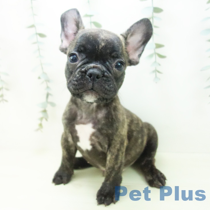 福井県のフレンチブルドッグ (ペットプラス 福井店/2025年12月28日生まれ/男の子/ブリンドル)の子犬の2枚目の画像