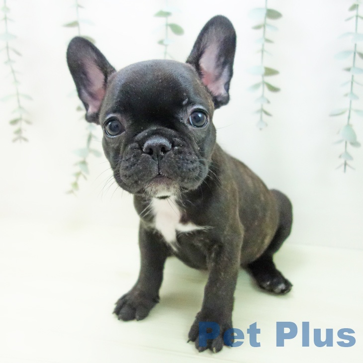 フレンチ・ブルドッグ