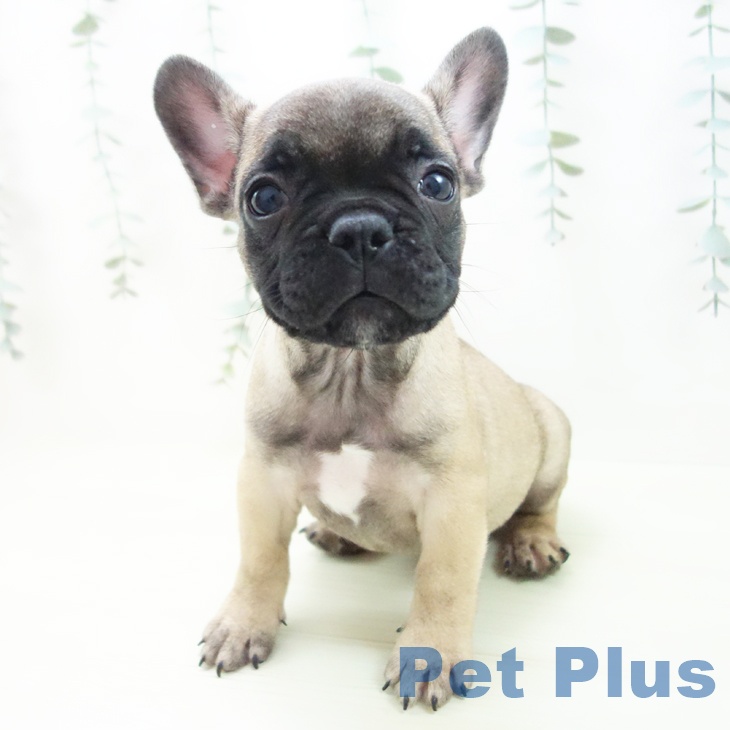 フレンチ・ブルドッグ