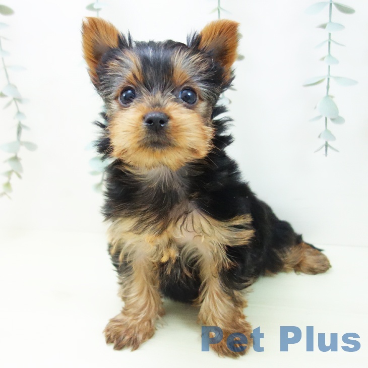 ヨークシャー・テリアの写真2