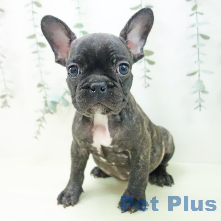 フレンチ・ブルドッグ