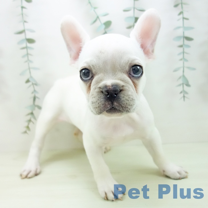 フレンチ・ブルドッグ