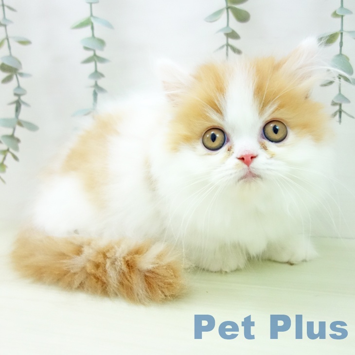 福岡県のミヌエット (ペットプラス 福岡店/2025年12月22日生まれ/女の子/レッドタビーホワイト)の子猫の1枚目の画像