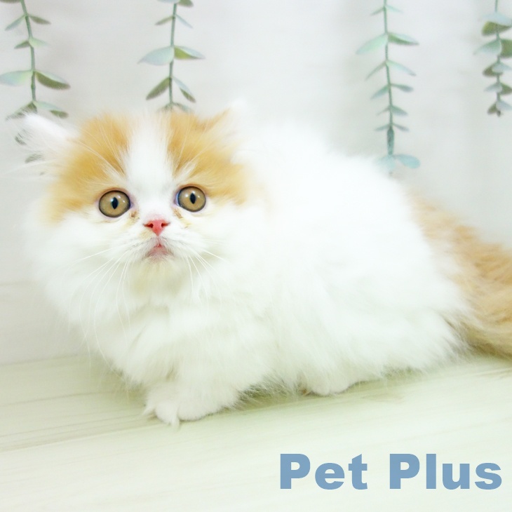 福岡県のミヌエット (ペットプラス 福岡店/2025年12月22日生まれ/女の子/レッドタビーホワイト)の子猫の2枚目の画像
