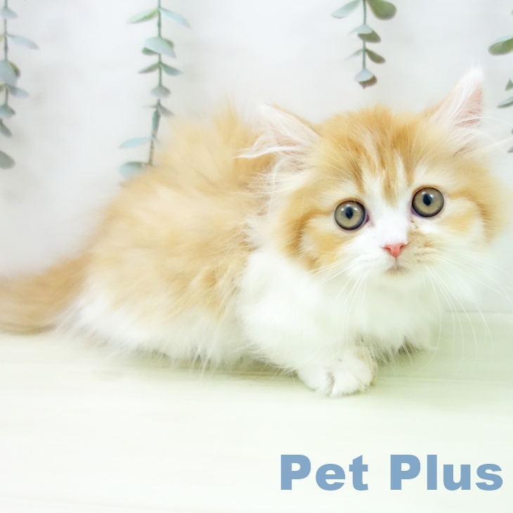 ミヌエットの写真2