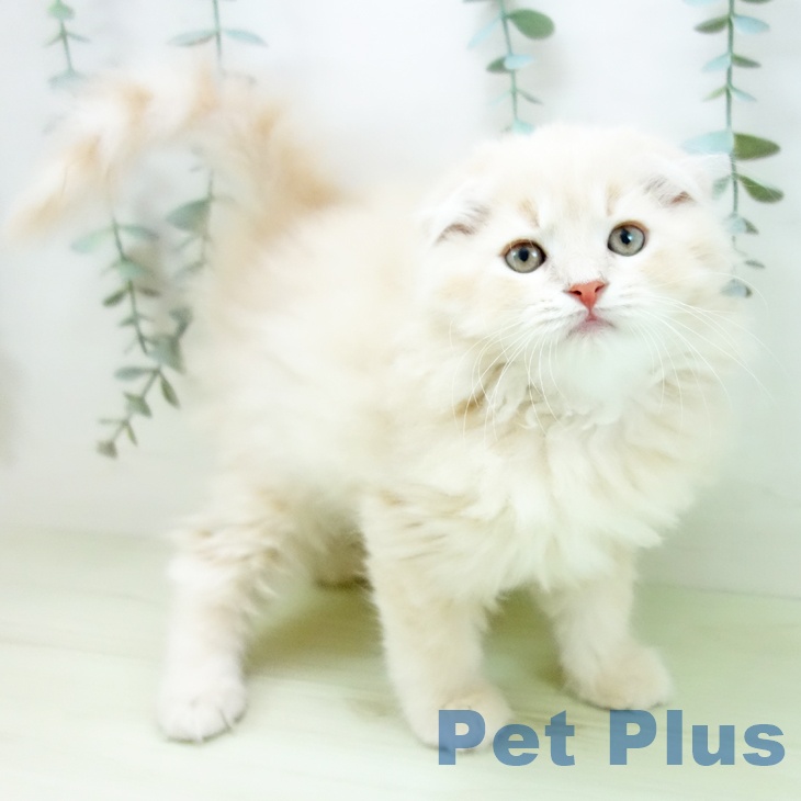 スコティッシュフォールド