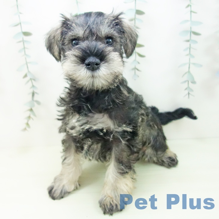 ミニチュア・シュナウザー