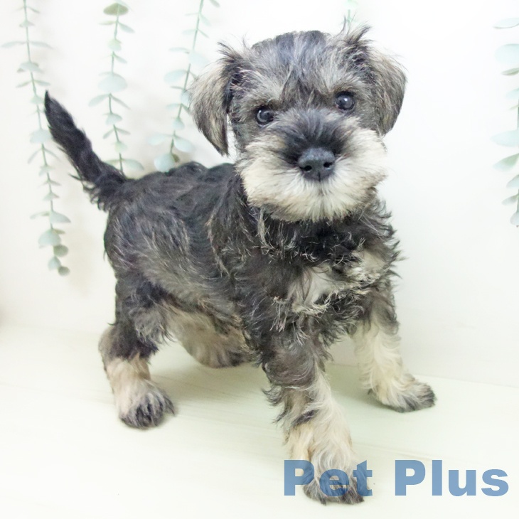 ミニチュア・シュナウザーの写真2